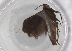  ( - BIOUG83485-F06)  @11 [ ] CreativeCommons - Attribution (2022) Centre for Biodiversity Genomics Centre for Biodiversity Genomics