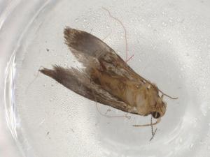  ( - BIOUG83767-G08)  @11 [ ] CreativeCommons - Attribution (2022) Centre for Biodiversity Genomics Centre for Biodiversity Genomics