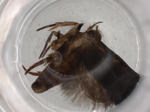  ( - BIOUG83768-A05)  @11 [ ] CreativeCommons - Attribution (2022) Centre for Biodiversity Genomics Centre for Biodiversity Genomics