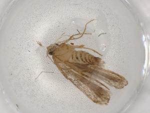  ( - BIOUG83768-B02)  @11 [ ] CreativeCommons - Attribution (2022) Centre for Biodiversity Genomics Centre for Biodiversity Genomics