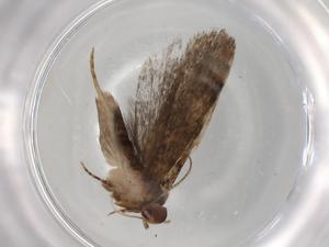  ( - BIOUG83806-H05)  @11 [ ] CreativeCommons - Attribution (2022) Centre for Biodiversity Genomics Centre for Biodiversity Genomics