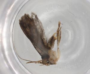  ( - BIOUG83806-H06)  @11 [ ] CreativeCommons - Attribution (2022) Centre for Biodiversity Genomics Centre for Biodiversity Genomics