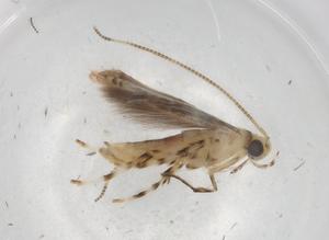  (gelMalaise01 Malaise2543 - BIOUG83807-A02)  @11 [ ] CreativeCommons - Attribution (2022) Centre for Biodiversity Genomics Centre for Biodiversity Genomics