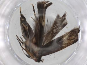  ( - BIOUG83807-B08)  @11 [ ] CreativeCommons - Attribution (2022) Centre for Biodiversity Genomics Centre for Biodiversity Genomics