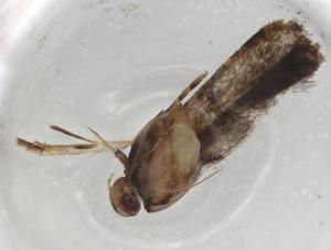  ( - BIOUG83835-B12)  @11 [ ] CreativeCommons - Attribution (2022) Centre for Biodiversity Genomics Centre for Biodiversity Genomics