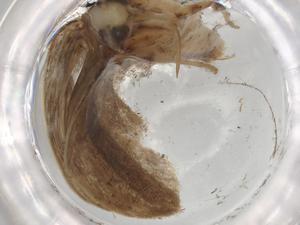  ( - BIOUG83864-F12)  @11 [ ] CreativeCommons - Attribution (2022) Centre for Biodiversity Genomics Centre for Biodiversity Genomics