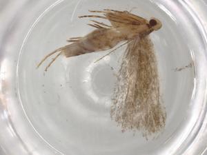  ( - BIOUG83864-H02)  @11 [ ] CreativeCommons - Attribution (2022) Centre for Biodiversity Genomics Centre for Biodiversity Genomics