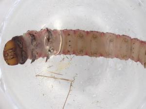  ( - BIOUG83891-G10)  @11 [ ] CreativeCommons - Attribution (2022) Centre for Biodiversity Genomics Centre for Biodiversity Genomics