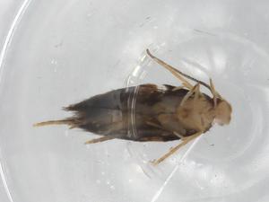  ( - BIOUG83891-H10)  @11 [ ] CreativeCommons - Attribution (2022) Centre for Biodiversity Genomics Centre for Biodiversity Genomics