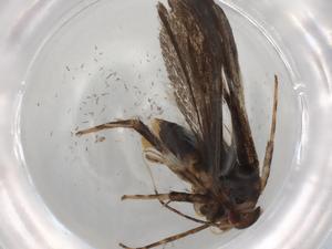  ( - BIOUG83984-E01)  @11 [ ] CreativeCommons - Attribution (2022) Centre for Biodiversity Genomics Centre for Biodiversity Genomics