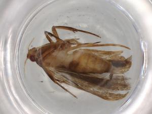  ( - BIOUG83984-H06)  @11 [ ] CreativeCommons - Attribution (2022) Centre for Biodiversity Genomics Centre for Biodiversity Genomics