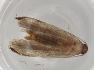  ( - BIOUG84264-H09)  @11 [ ] CreativeCommons - Attribution (2022) Centre for Biodiversity Genomics Centre for Biodiversity Genomics