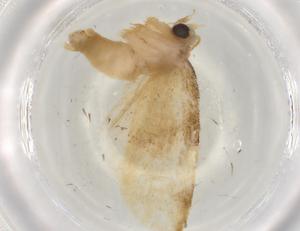  ( - BIOUG84273-E09)  @11 [ ] CreativeCommons - Attribution (2022) Centre for Biodiversity Genomics Centre for Biodiversity Genomics