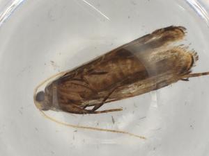  ( - BIOUG84273-F02)  @11 [ ] CreativeCommons - Attribution (2022) Centre for Biodiversity Genomics Centre for Biodiversity Genomics