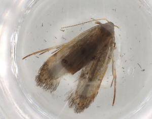  ( - BIOUG84273-F09)  @11 [ ] CreativeCommons - Attribution (2022) Centre for Biodiversity Genomics Centre for Biodiversity Genomics