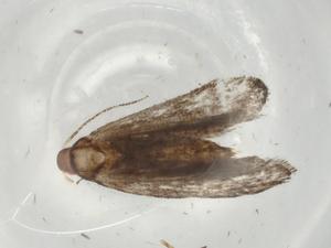  ( - BIOUG84273-G12)  @11 [ ] CreativeCommons - Attribution (2022) Centre for Biodiversity Genomics Centre for Biodiversity Genomics