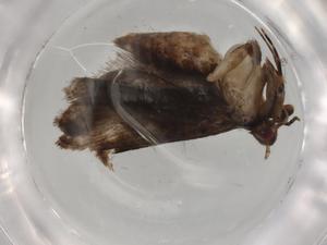  ( - BIOUG84618-G01)  @11 [ ] CreativeCommons - Attribution (2022) Centre for Biodiversity Genomics Centre for Biodiversity Genomics