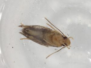  ( - BIOUG84618-G05)  @11 [ ] CreativeCommons - Attribution (2022) Centre for Biodiversity Genomics Centre for Biodiversity Genomics