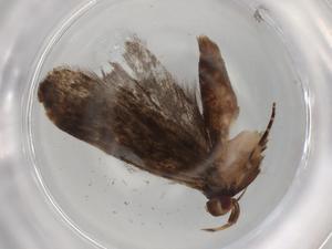  ( - BIOUG85100-H07)  @11 [ ] CreativeCommons - Attribution (2022) Centre for Biodiversity Genomics Centre for Biodiversity Genomics