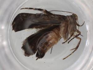  ( - BIOUG85100-H09)  @11 [ ] CreativeCommons - Attribution (2022) Centre for Biodiversity Genomics Centre for Biodiversity Genomics