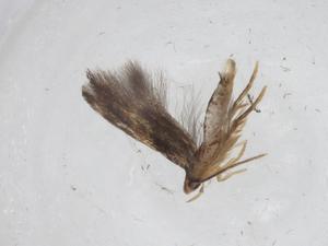  ( - CBG-A06444-B07)  @11 [ ] CreativeCommons - Attribution Share - Alike (2023) Centre for Biodiversity Genomics Centre for Biodiversity Genomics