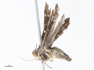  ( - CBG-A07075-F12)  @11 [ ] CreativeCommons - Attribution Share - Alike (2023) CBG Photography Group Centre for Biodiversity Genomics