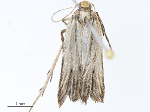  ( - CBG-A07076-A12)  @11 [ ] CreativeCommons - Attribution Share - Alike (2023) CBG Photography Group Centre for Biodiversity Genomics