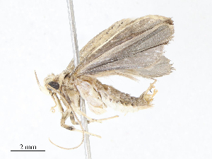  ( - CBG-A07076-F10)  @11 [ ] CreativeCommons - Attribution Share - Alike (2023) CBG Photography Group Centre for Biodiversity Genomics