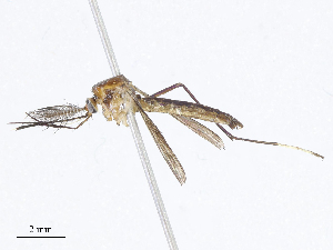  (Trichoprosopon digitatum - CBG-A07077-E05)  @11 [ ] CreativeCommons - Attribution Share - Alike (2023) CBG Photography Group Centre for Biodiversity Genomics