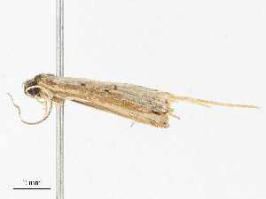  ( - CBG-A07081-B12)  @11 [ ] CreativeCommons - Attribution Share - Alike (2023) CBG Photography Group Centre for Biodiversity Genomics