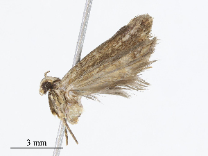  ( - CBG-A07082-D01)  @11 [ ] CreativeCommons - Attribution Share - Alike (2023) CBG Photography Group Centre for Biodiversity Genomics