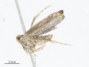  ( - CBG-A07083-A07)  @11 [ ] CreativeCommons - Attribution Share - Alike (2023) CBG Photography Group Centre for Biodiversity Genomics