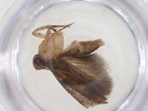  ( - CBG-A07870-F05)  @11 [ ] CreativeCommons - Attribution (2023) Centre for Biodiversity Genomics Centre for Biodiversity Genomics