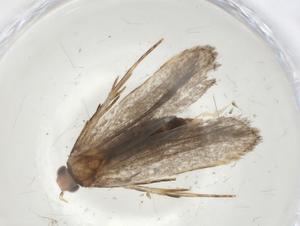  ( - CBG-A07872-C06)  @11 [ ] CreativeCommons - Attribution (2023) Centre for Biodiversity Genomics Centre for Biodiversity Genomics