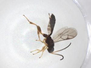  ( - CBG-A08105-C06)  @11 [ ] CreativeCommons - Attribution Share - Alike (2023) Centre for Biodiversity Genomics Centre for Biodiversity Genomics