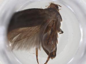  ( - CBG-A08105-F04)  @11 [ ] CreativeCommons - Attribution Share - Alike (2023) Centre for Biodiversity Genomics Centre for Biodiversity Genomics