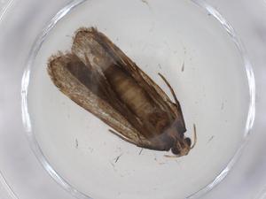  ( - CBG-A08106-C11)  @11 [ ] CreativeCommons - Attribution Share - Alike (2023) Centre for Biodiversity Genomics Centre for Biodiversity Genomics