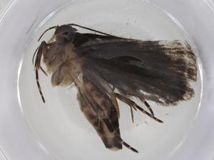  ( - CBG-A08107-C02)  @11 [ ] CreativeCommons - Attribution Share - Alike (2023) Centre for Biodiversity Genomics Centre for Biodiversity Genomics