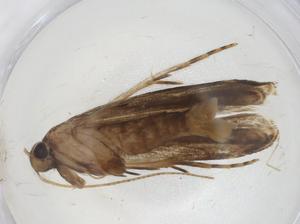  ( - CBG-A08108-A09)  @11 [ ] CreativeCommons - Attribution Share - Alike (2023) Centre for Biodiversity Genomics Centre for Biodiversity Genomics