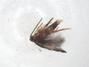  ( - CBG-A08112-C10)  @11 [ ] CreativeCommons - Attribution Share - Alike (2023) Centre for Biodiversity Genomics Centre for Biodiversity Genomics