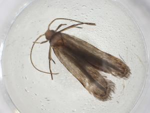  ( - CBG-A08114-A03)  @11 [ ] CreativeCommons - Attribution Share - Alike (2023) Centre for Biodiversity Genomics Centre for Biodiversity Genomics