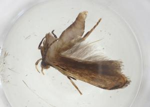  ( - CBG-A08117-A04)  @11 [ ] CreativeCommons - Attribution Share - Alike (2023) Centre for Biodiversity Genomics Centre for Biodiversity Genomics