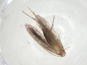  ( - CBG-A08120-G08)  @11 [ ] CreativeCommons - Attribution Share - Alike (2023) Centre for Biodiversity Genomics Centre for Biodiversity Genomics