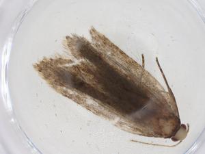  (gelMalaise01 Malaise3054 - CBG-A08407-F11)  @11 [ ] CreativeCommons - Attribution (2023) Centre for Biodiversity Genomics Centre for Biodiversity Genomics