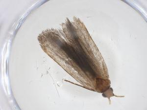  (gelMalaise01 Malaise9186 - CBG-A08410-F05)  @11 [ ] CreativeCommons - Attribution (2023) Centre for Biodiversity Genomics Centre for Biodiversity Genomics