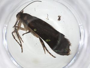  ( - CBG-A08440-D01)  @11 [ ] CreativeCommons - Attribution Share - Alike (2023) Centre for Biodiversity Genomics Centre for Biodiversity Genomics