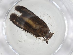  ( - CBG-A08448-C07)  @11 [ ] CreativeCommons - Attribution Share - Alike (2023) Centre for Biodiversity Genomics Centre for Biodiversity Genomics