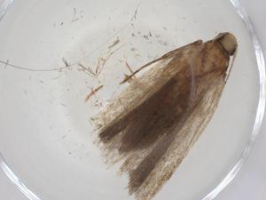  (gelMalaise01 Malaise9421 - CBG-A08455-D03)  @11 [ ] CreativeCommons - Attribution Share - Alike (2023) Centre for Biodiversity Genomics Centre for Biodiversity Genomics