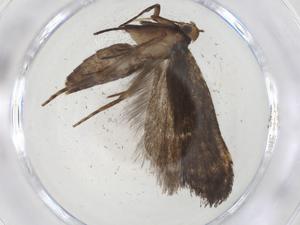  (gelMalaise01 Malaise7121 - CBG-A08456-G02)  @11 [ ] CreativeCommons - Attribution Share - Alike (2023) Centre for Biodiversity Genomics Centre for Biodiversity Genomics