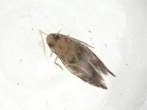  ( - CBG-A08460-A12)  @11 [ ] CreativeCommons - Attribution Share - Alike (2023) Centre for Biodiversity Genomics Centre for Biodiversity Genomics